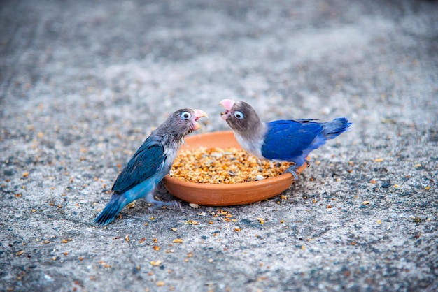 Foto o passarinho apaixonado está comendo