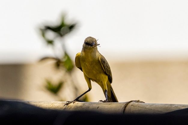 O pássaro bico-de-bico (Pitangus sulphuratus), com percevejos no bico para tratar os filhotes no ninho, considerado um dos pássaros mais populares do Brasil, é um dos primeiros a vocalizar ao amanhecer.