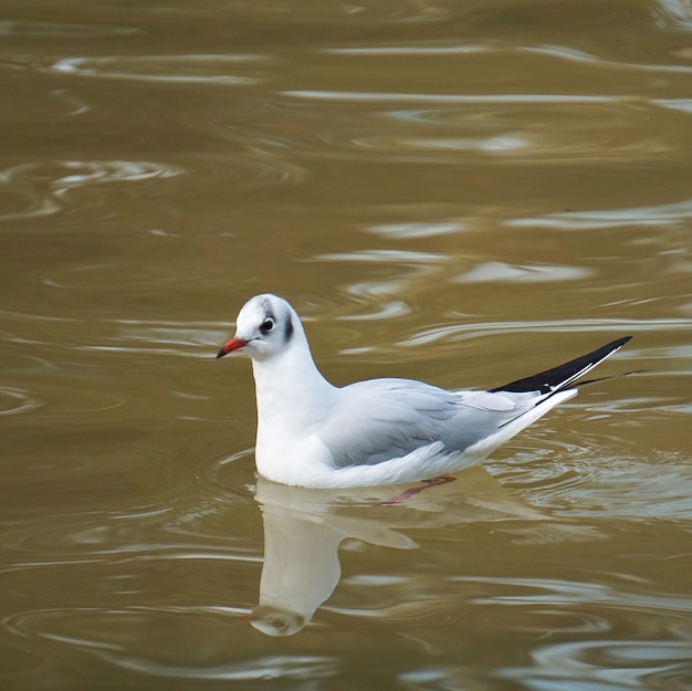 o pássaro branco gaivota na água no lago