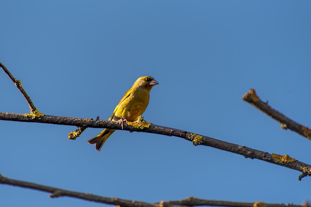 O pássaro canoro Chloris chloris senta-se em um galho de árvore e canta na primavera