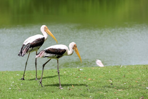 O pássaro cegonha pintado Mycteria leucocephala no jardim