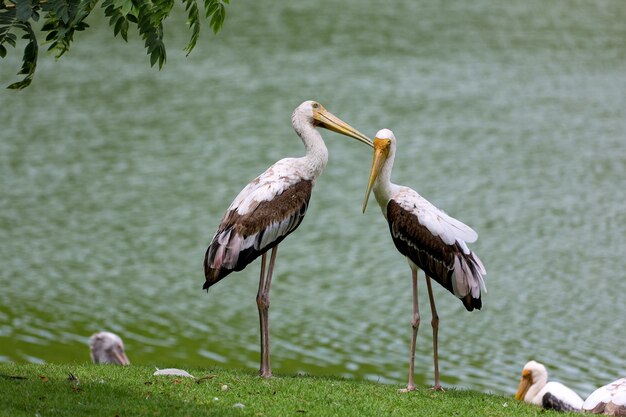 O pássaro cegonha pintado Mycteria leucocephala no jardim