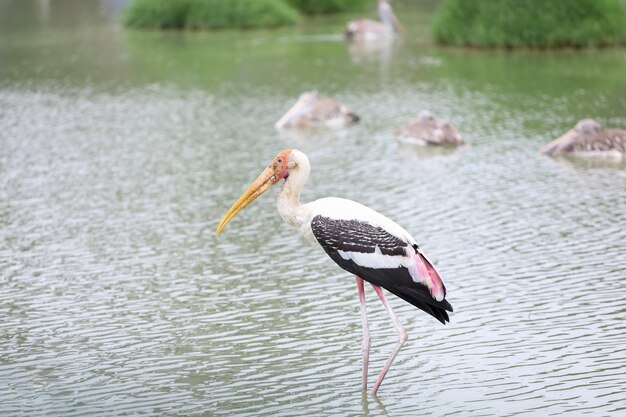 O pássaro cegonha pintado (mycteria leucocephala) no rio