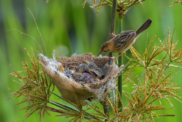 O pássaro cisticola de cabeça dourada traz comida para seu filhote