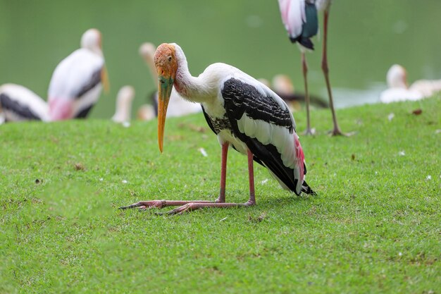 O pássaro de cegonha pintada Mycteria leucocephala no jardim