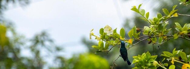 Foto o pássaro-do-sol de loten a beber néctar no jardim.