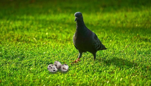 O pássaro é uma pomba na grama verde