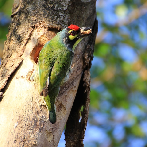 O pássaro está aninhando-se na árvore de cobre barbet Megalaima haemacephala