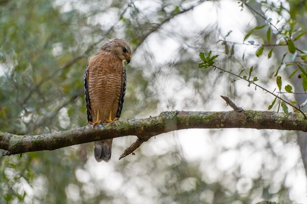 O pássaro falcão de ombros vermelhos empoleirado em um galho de árvore à procura de presa para caçar na floresta de verão