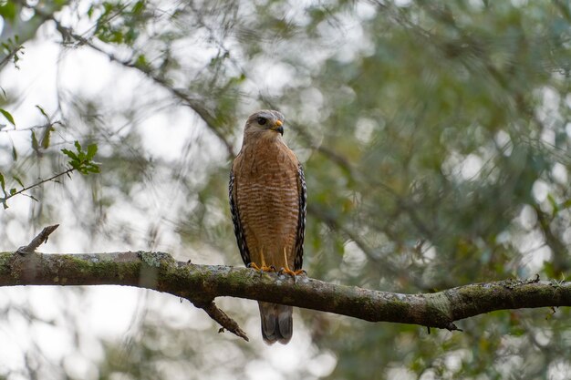 O pássaro falcão de ombros vermelhos empoleirado em um galho de árvore à procura de presa para caçar na floresta de verão