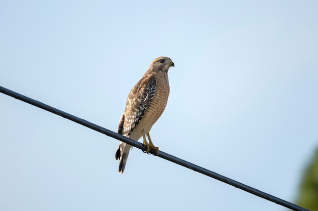 O pássaro falcão de ombros vermelhos empoleirado no cabo elétrico à procura de presas para caçar