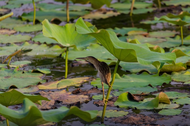 Foto o pássaro garça encontra comida na folha de lótus no lago