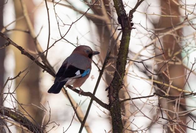 O pássaro jay senta-se no parque em um galho