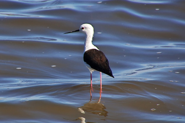 O pássaro na água do lago, áfrica