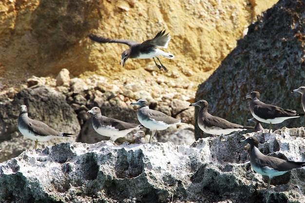 O pássaro na Baía de Shuab, na ilha de Socotorá, Oceano Índico, Iêmen