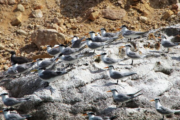 O pássaro na baía de Shuab, na ilha de Socotra, Oceano Índico, Iêmen