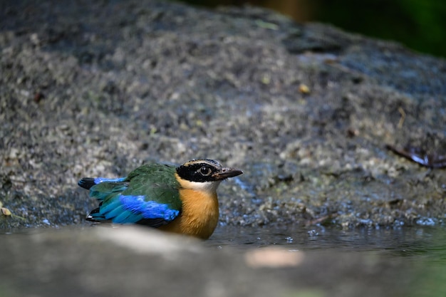 O pássaro Pitta moluccensis está de pé depois de nadar na lagoa para se refrescar