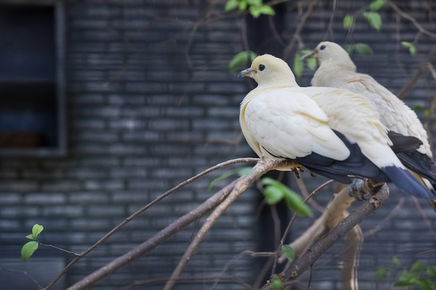 O pássaro pombo imperial está descansando no jardim