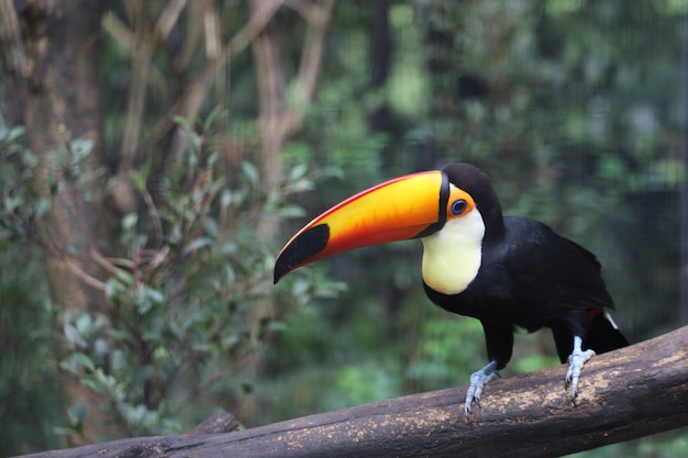 O pássaro toco toco na árvore de madeira na floresta