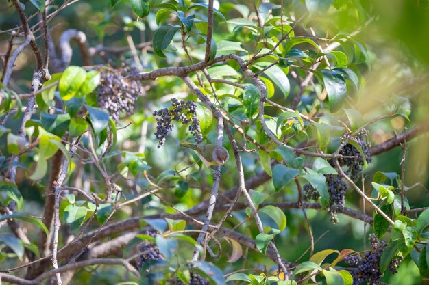 O pássaro tropical conhecido como quotpitiguariquot Cyclarhis gujanensis em foco seletivo