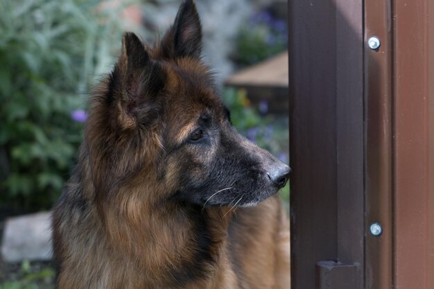 O pastor alemão é um cão puro-sangue com cabelo comprido Um cão de guarda fica no portão Animal de estimação ao ar livre