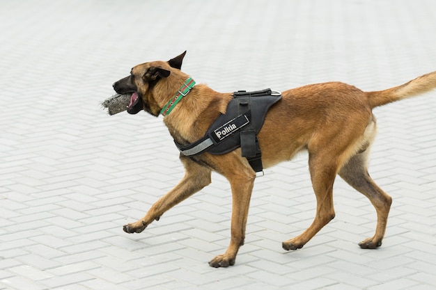 O pastor belga malinois guarda a fronteira. as tropas de fronteira demonstram a capacidade do cão de detectar violações.