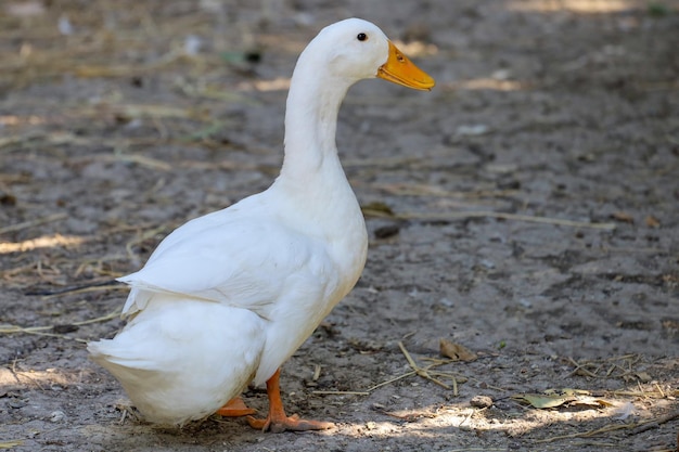 O pato branco no verão na fazenda tailândia