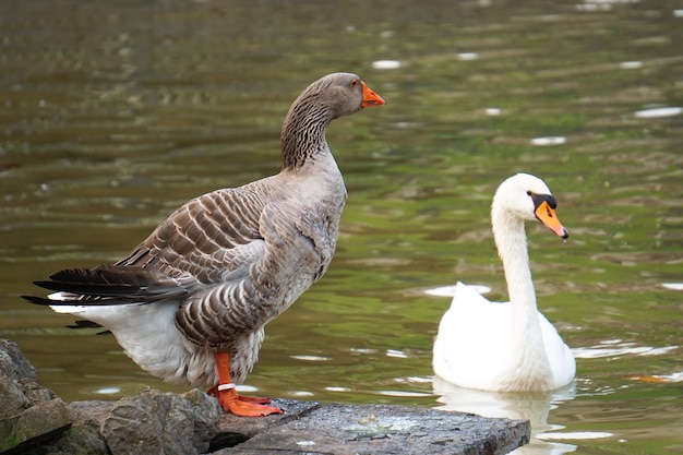 o pato de ganso no lago no parque