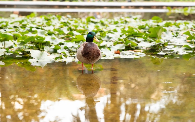 O pato está parado na água Pássaro selvagem no lago Lugar para texto