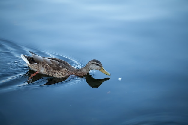 O pato flutua atrás de um pedaço de pão