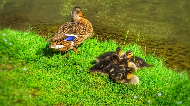 Foto o pato-mallard com os seus filhotes na margem do lago