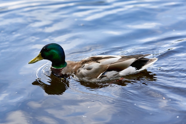 O pato selvagem nada na água do lago. aves aquáticas de perto