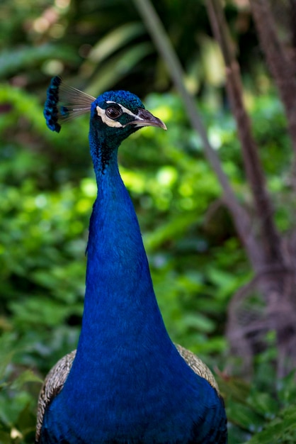 O pavão comum é uma espécie de ave galiforme da família Phasianidae.