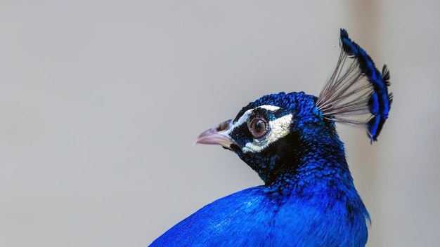O pavão indiano ou pavão azul (Pavo cristatus) Close up View