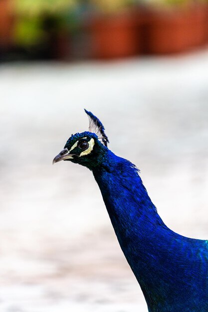 Foto o pavão macho azul no jardim