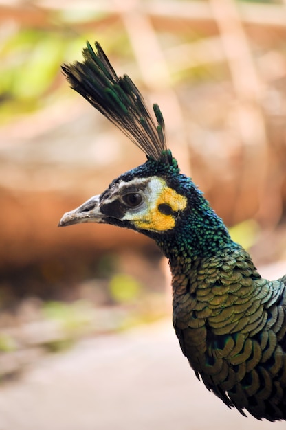 O Pavão Verde