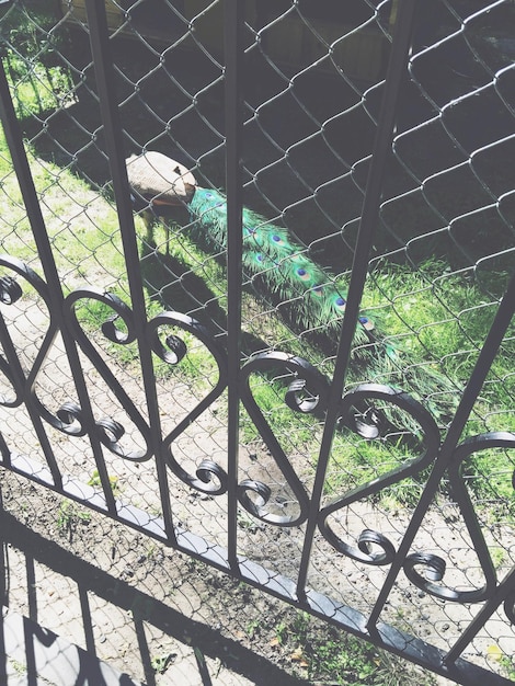 Foto o pavão vivendo na gaiola no parque