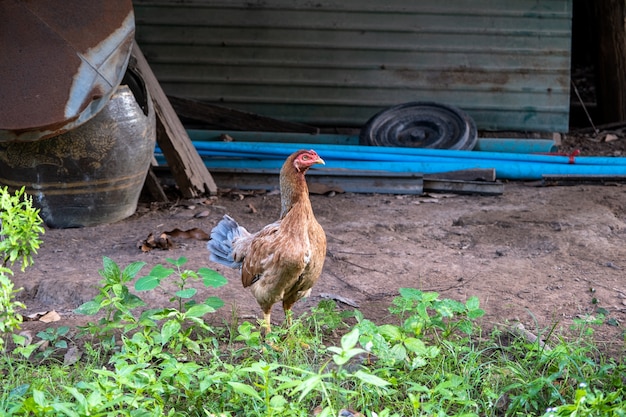 O pé de galinha em um jardim rural na zona rural. Perto de um pé de galinha em um galpão de quintal com galinheiro.