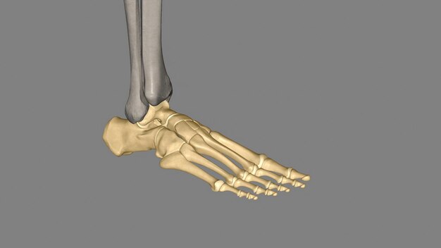 Foto o pé humano é uma estrutura mecânica forte e complexa, contendo 26 ossos e 33 articulações.