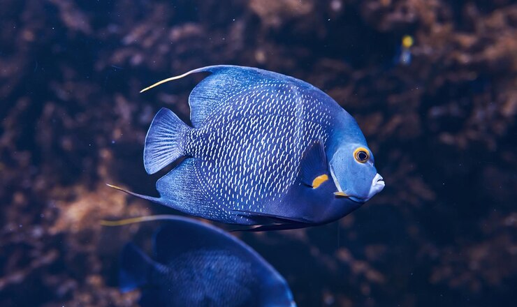 Foto o peixe aracana ornata está debaixo d'água vista de perto vida no oceano