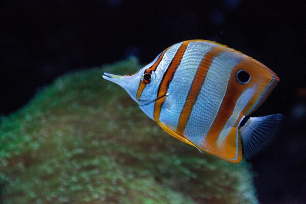 O peixe-borboleta de faixas de cobre chelmon rostratus pica nos corais do recife