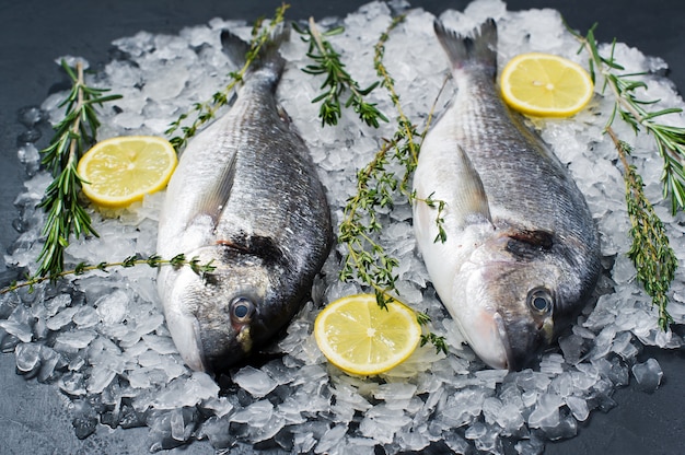 O peixe cru Dorado no gelo, ingrediente, alecrim, limão.