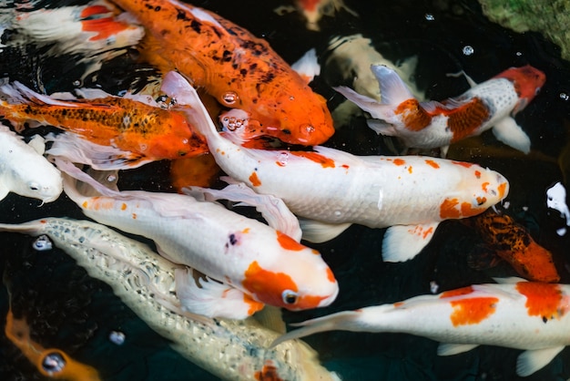 O peixe da carpa sofisticado está nadando debaixo d'água