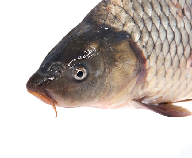 Foto o peixe fresco vivo é isolado em um fundo branco