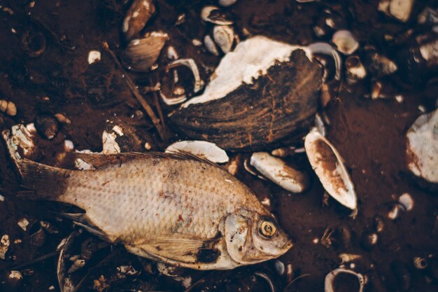 O peixe seco morreu no chão. e também há conchas e pedaços de galhos.