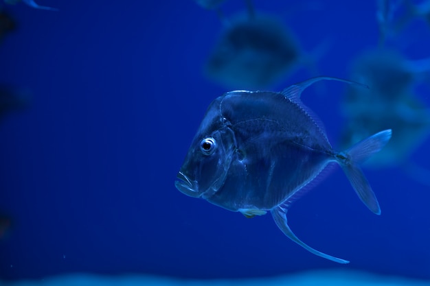 O peixe selene vomer nada na água azul