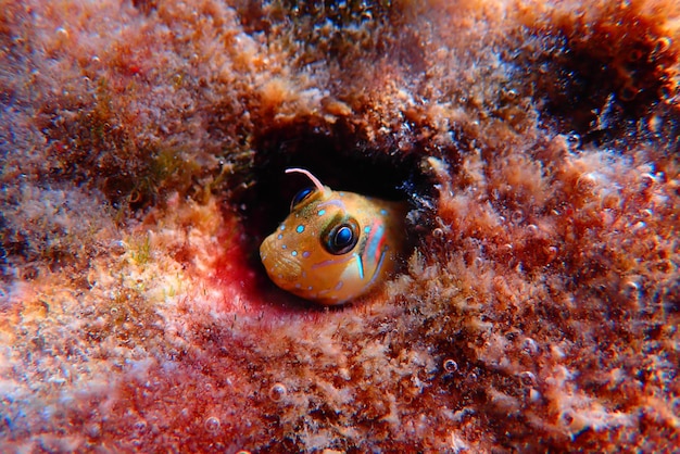 O peixe Sphinx blenny - (Aidablennius sphynx)