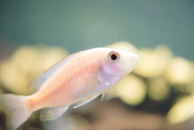 O peixe zebras albino flutua no aquário. Metriaclima pyrsonotos, ciclídeos, mbuna no aquário.