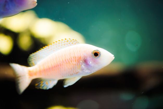 O peixe zebras albino flutua no aquário. Metriaclima pyrsonotos, ciclídeos, mbuna no aquário.