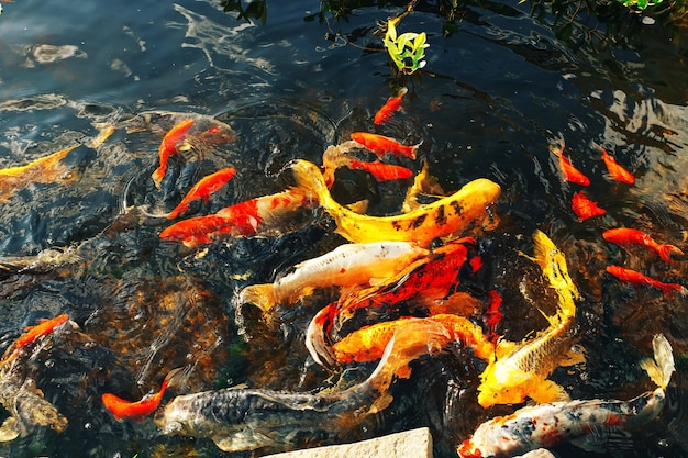 O peixinho dourado flutua em peixes decorativos coloridos de uma lagoa artificial